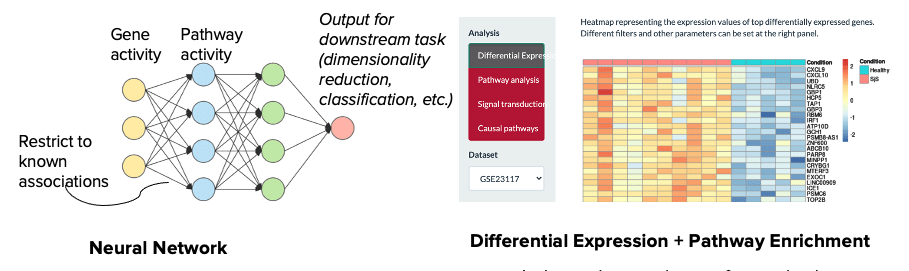 Image showing the structure of the encoder, latent space and decoder layers of the approach where input gene activity data is encoded via pathway activity and then decoded into reconstructed pathway activity and gene activity networks.